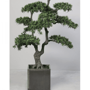 Bonsai Large Japanese Trees